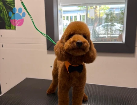Toy Poodle Oğluma eş arıyoruz - Görsel 3