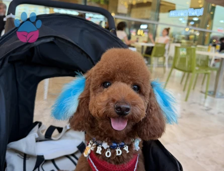 Toy Poodle Oğluma eş arıyoruz - Görsel 4