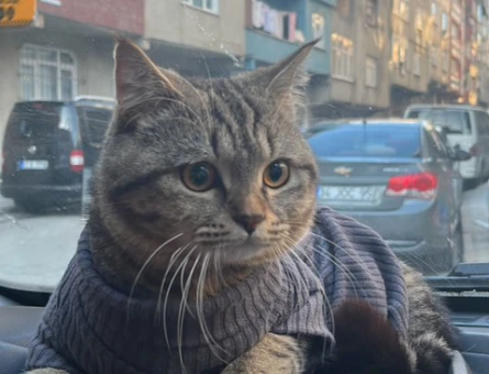 ÇAKİYE EŞ ARIYORUZ - 118971757