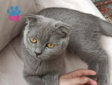 Scottish fold