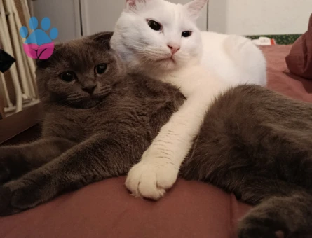 Scottish fold