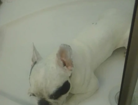 5 yaşında erkek french buldog çiftleştirmek için eş arıyorum - 118979822