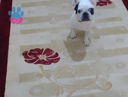 5 yaşında erkek french buldog çiftleştirmek için eş arıyorum