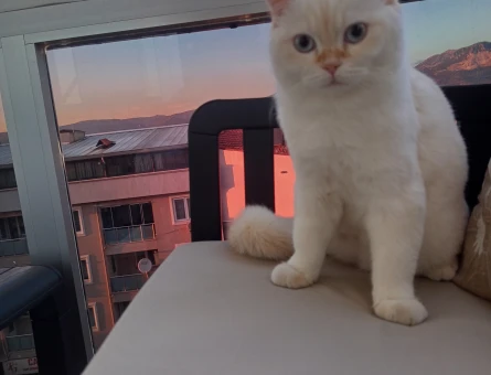 British Shorthair - 118979825