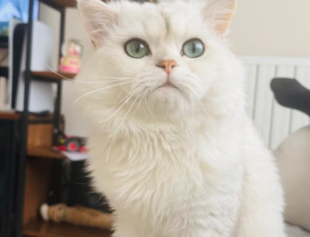 Pamuga dişi kedi arıyoruz - 118985158