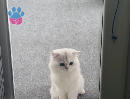 Pamuga dişi kedi arıyoruz - Görsel 3