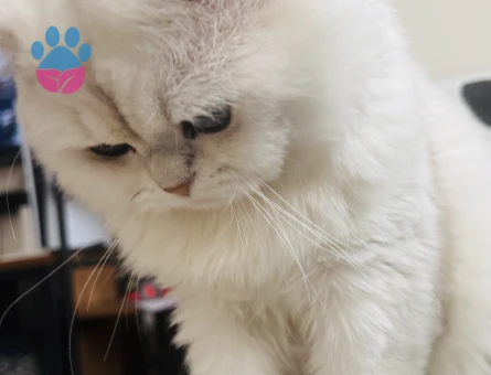 Pamuga dişi kedi arıyoruz - Görsel 4