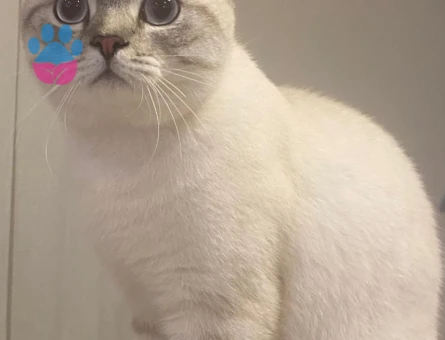 Scottish Straight Blue Point Erkek Kedi – Eş Arıyor - Görsel 2