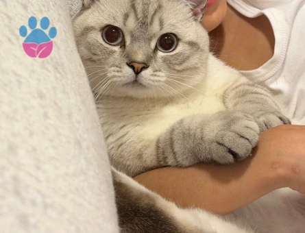Scottish Straight Blue Point Erkek Kedi – Eş Arıyor - Görsel 3