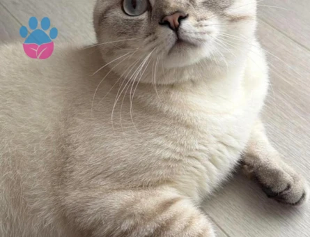 Scottish Straight Blue Point Erkek Kedi – Eş Arıyor - Görsel 4