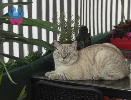 Scottish Straight Blue Point Erkek Kedi – Eş Arıyor - Görsel 5