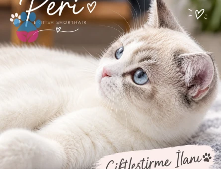 British Shorthair Kızım Peri | British Shorthair / Longhair Erkek Eş Aranıyor - Görsel 2