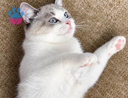 British Shorthair Kızım Peri | British Shorthair / Longhair Erkek Eş Aranıyor - Görsel 3