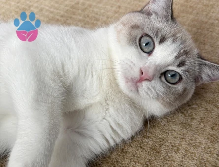 British Shorthair Kızım Peri | British Shorthair / Longhair Erkek Eş Aranıyor - Görsel 4
