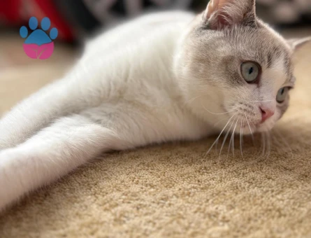 British Shorthair Kızım Peri | British Shorthair / Longhair Erkek Eş Aranıyor - Görsel 5