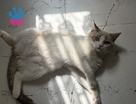 British Shorthair Kızım Peri | British Shorthair / Longhair Erkek Eş Aranıyor - Görsel 6