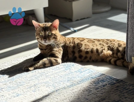 Bengal 2 Yaş Erkek - Görsel 4