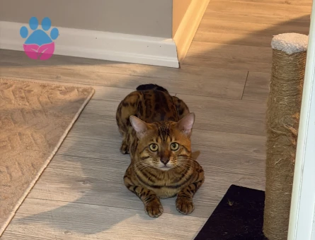 Bengal 2 Yaş Erkek - 118985164