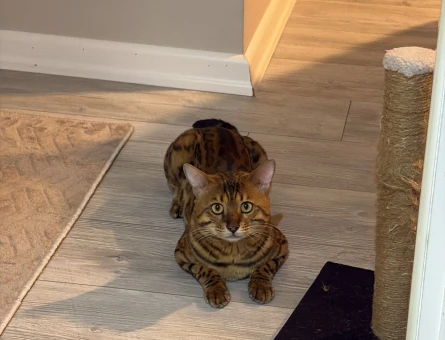 Bengal 2 Yaş Erkek - 118985164