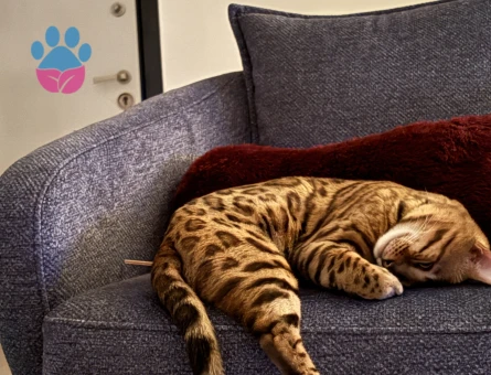 Bengal 2 Yaş Erkek - Görsel 5