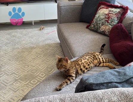 Bengal 2 Yaş Erkek - Görsel 3