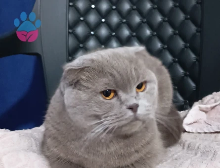 Scottish fold dişi kızımıza eş aranıyor - 118985166