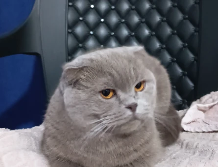 Scottish fold dişi kızımıza eş aranıyor - 118985166