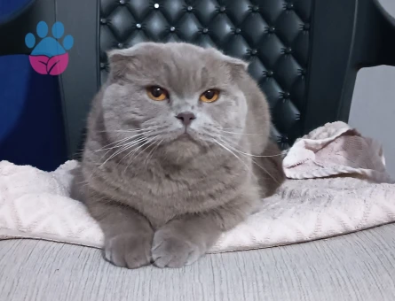 Scottish fold dişi kızımıza eş aranıyor - Görsel 3