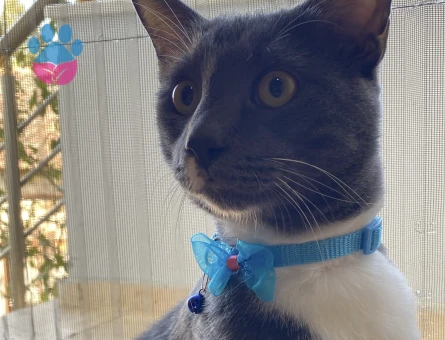 Tekir 10 Aylık Eş Arıyor