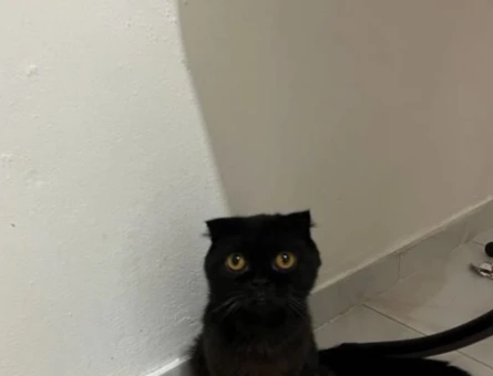 Scottish Fold Siyah 8 Aylık Erkek - 118972297