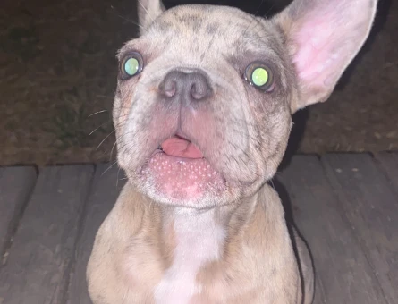 French Bulldog 1 Yaşında Eş Arıyor - 118972304
