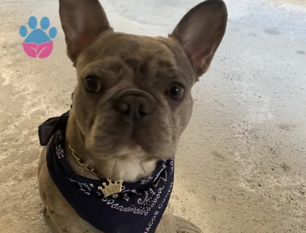 French Bulldog 1 Yaşında Eş Arıyor