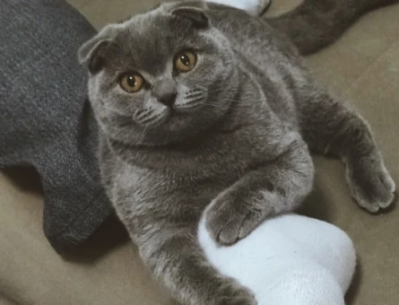 Scottish Fold Kızıma Eş Arıyorum - 118972305