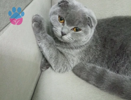 Scottish Fold Kızıma Eş Arıyorum
