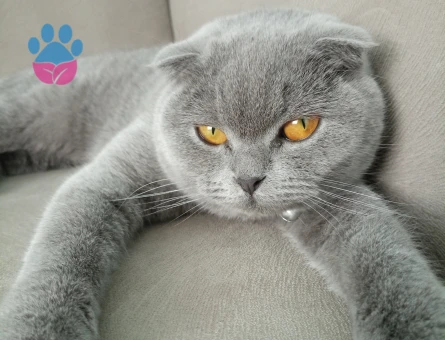 Scottish Fold Kızıma Eş Arıyorum