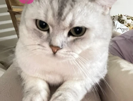 3 YAŞINDA KEDİMİZE DİŞİ ARIYORUZ - 118980273