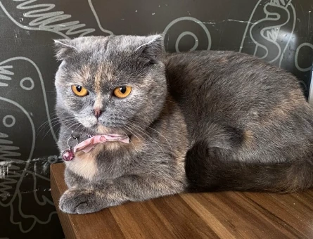 Scottish fold - 118980276
