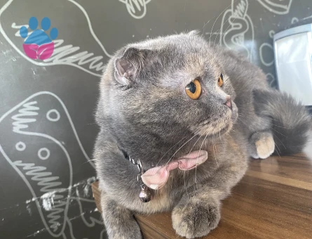 Scottish fold
