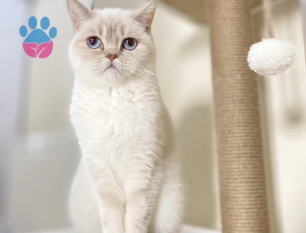 Dişi kedime eş arıyorum