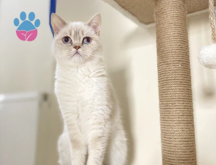 Dişi kedime eş arıyorum