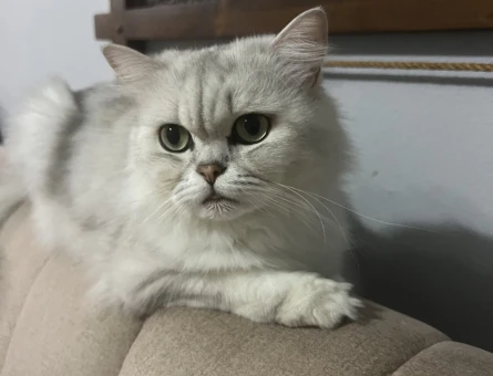 British longhair - 118980280