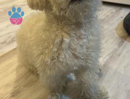 Maltese Terrier Oğluma Eş Arıyorum