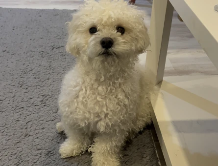 Maltese Terrier Oğluma Eş Arıyorum - 118972748