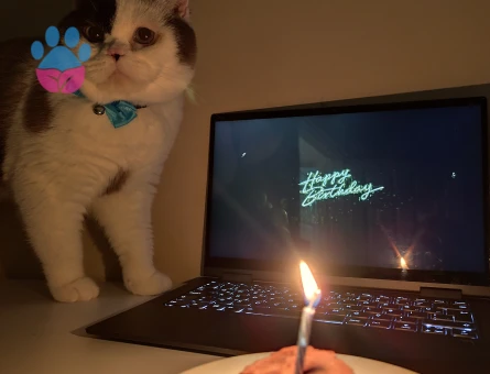 Ragdoll Kızgınlıkta Kedime Eş Arıyorum