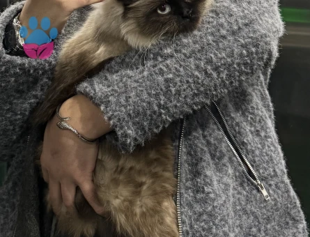 Himalayan Kedime Eş Arıyorum
