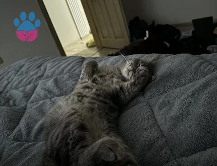 Oğlumuz Huysuz Eş arıyor.