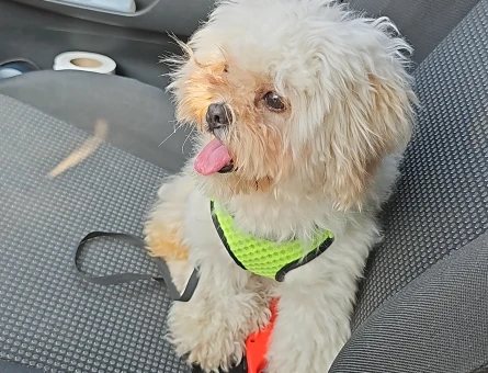 Pekinez poddle Köpeğime Eş Arıyorum - 118972757