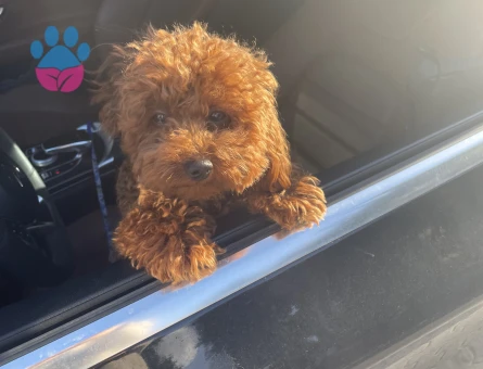 Toy poodle oğluma dişi arıyoruz