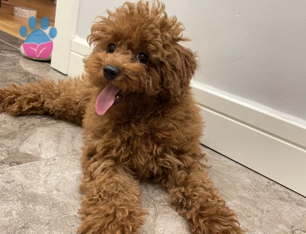 Toy poodle oğluma dişi arıyoruz