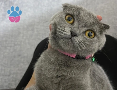 British Shorthair 11 Aylık Eş Arıyor